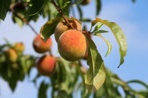 Season’s fruits taste better
